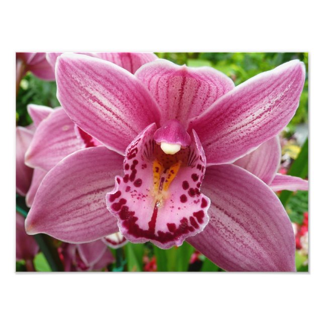 Lila Orchid Elegant Blommigt Fototryck (Framsidan)