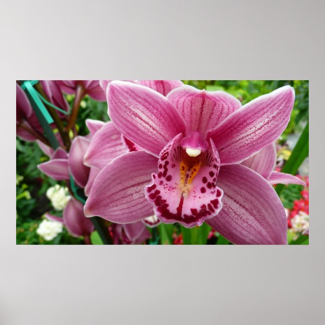 Lila Orchid Elegant Blommigt Poster (Framsidan)