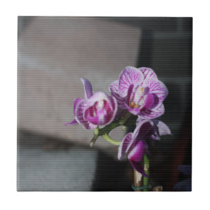 Lila Orchid Kakelplatta