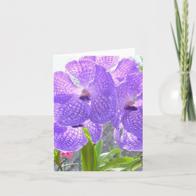 LILA ORCHID KORT (Framsida)
