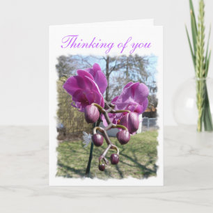 Lila Orchid Kort