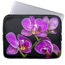 Lila orchid