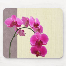Lila orchid