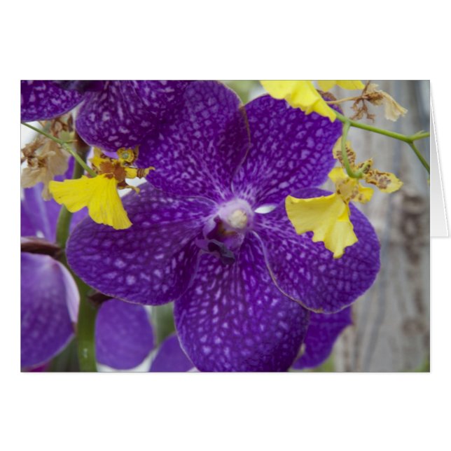 Lila Orchid OBS Kort (Framsidan Horizontal)