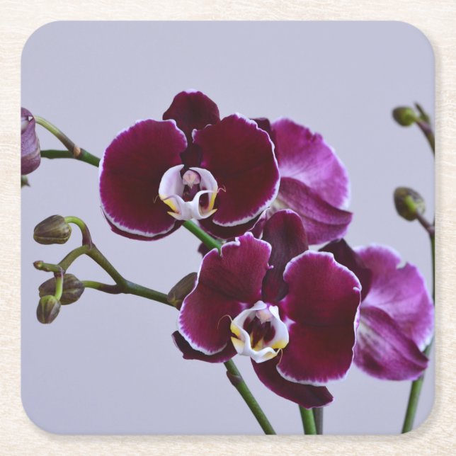 Lila Orchid Papper Underlägg (Framsidan)