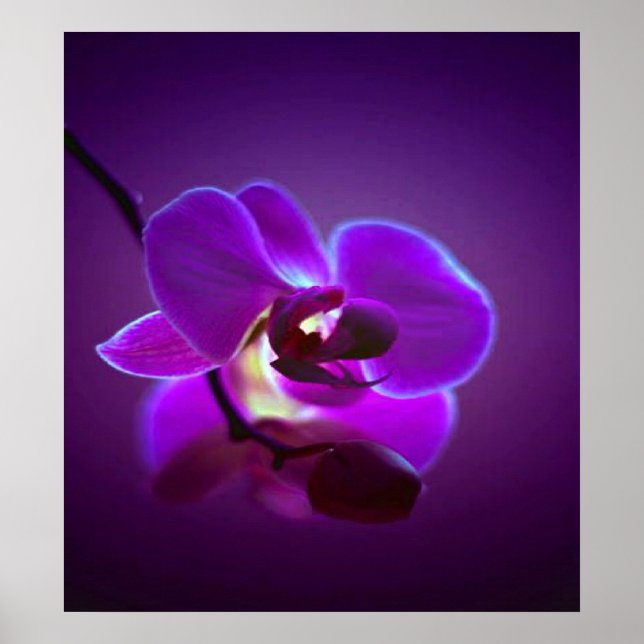 Lila Orchid Poster (Framsidan)