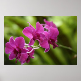 Lila Orchid poster