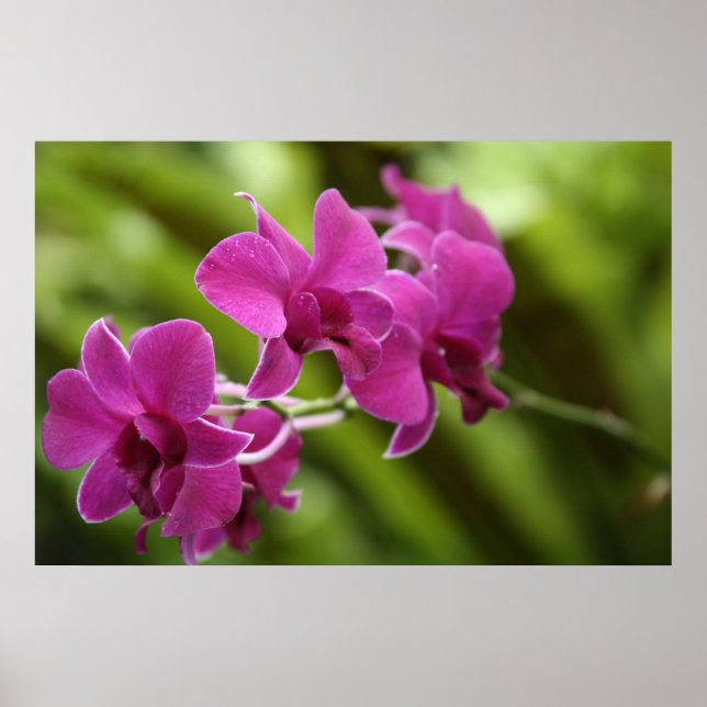 Lila Orchid poster (Framsidan)