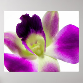 Lila Orchid Poster