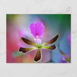 Lila Orchid Vykort