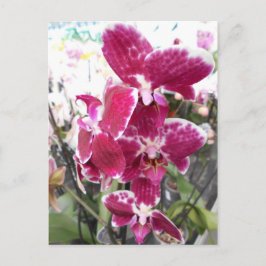 Lila Orchid Vykort