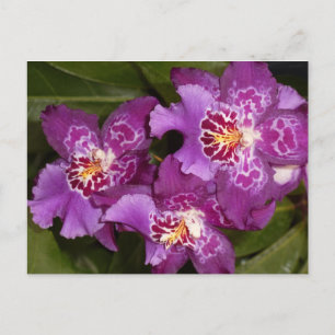 Lila Orchid Vykort