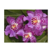 Lila Orchid