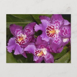 Lila Orchid Vykort