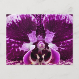 Lila Orchid-vykort Vykort