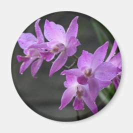 Lila Orchids Magnet