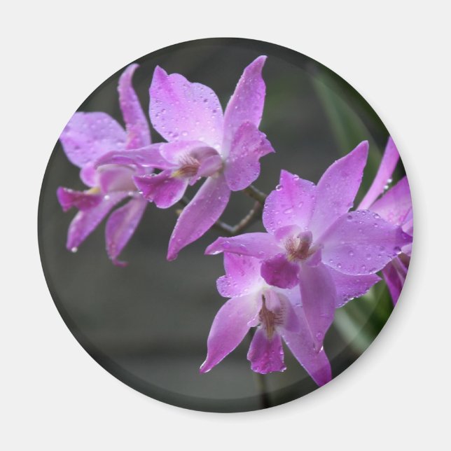 Lila Orchids Magnet (Framsidan)