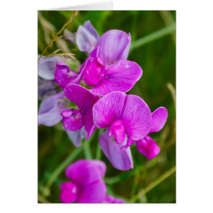 Lila Orchids OBS Kort