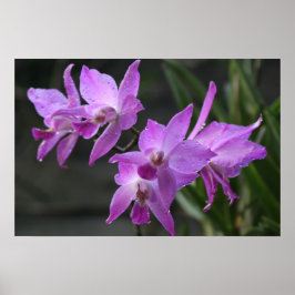 Lila Orchids Poster