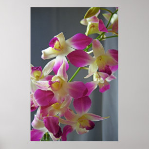 Lila Orchids Poster Skriv ut