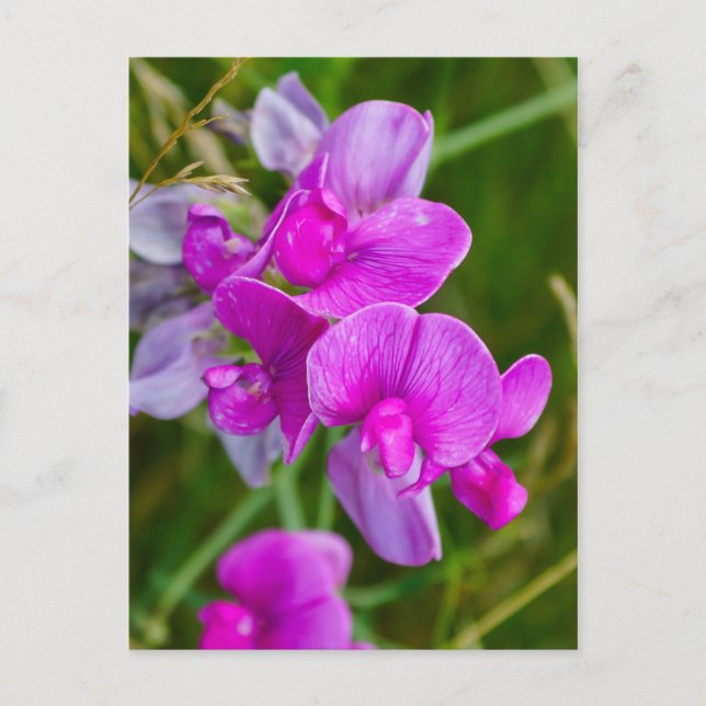 Lila Orchids Vykort (Framsida)
