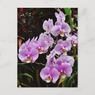 Lila Orchids Vykort