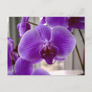 Lila Orchids Vykort