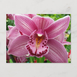 Lila orkidé elegant blomster vykort