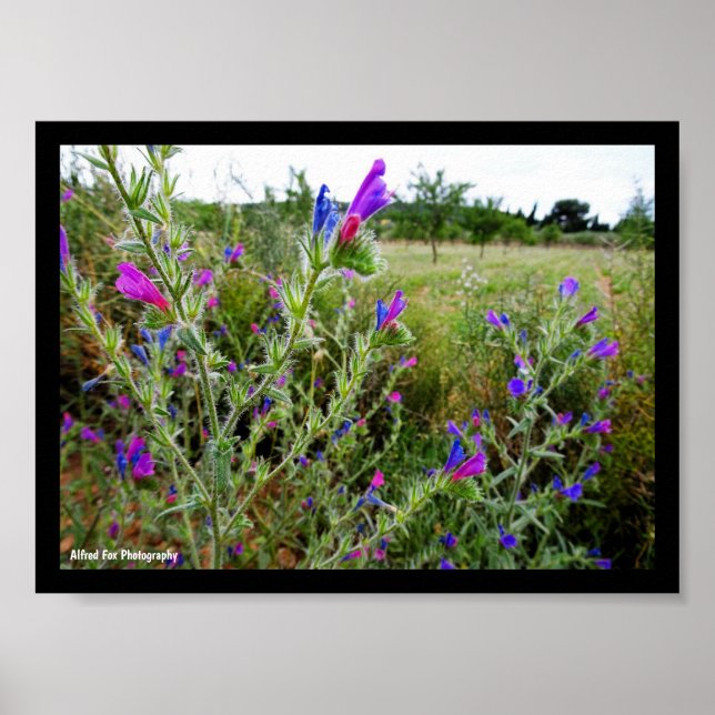 Lila ormbunke, Echium Plant Poster (Framsidan)