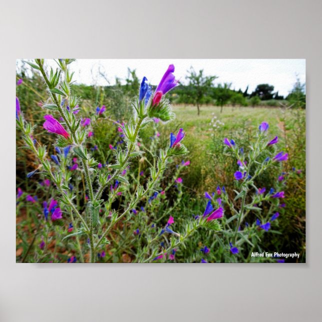 Lila ormbunke, Echium Plant Poster (Framsidan)