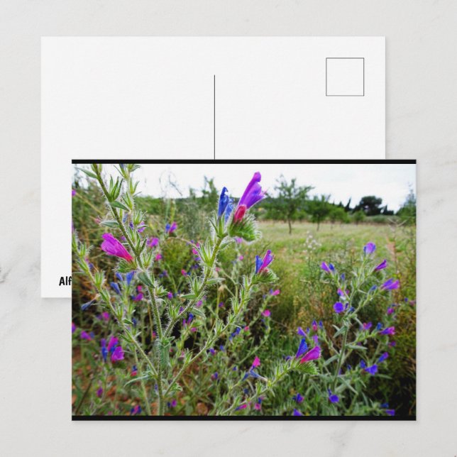 Lila ormbunke, Echium Plant Vykort (Fram/baksida)