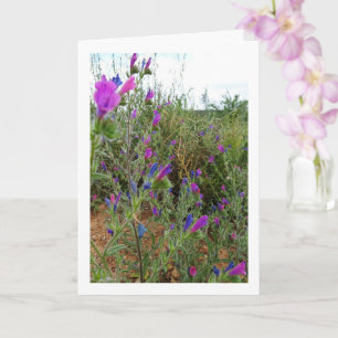 Lila ormransla, Echium Plant Kort