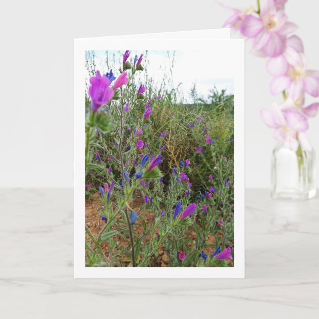 Lila ormransla, Echium Plant Kort (Orkide)