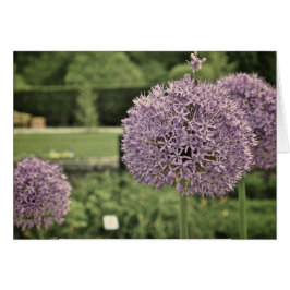 Lila Ornamental Onion Hälsningskort