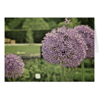 Lila Ornamental Onion Hälsningskort