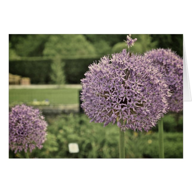 Lila Ornamental Onion Hälsningskort (Framsidan Horizontal)