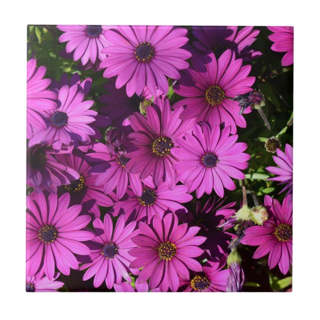 Lila Osteospermum Flowers Kakelplatta (Framsidan)