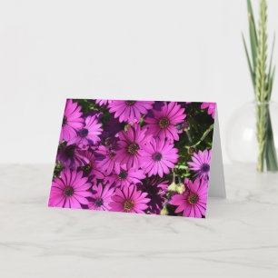 Lila Osteospermum Flowers Kort