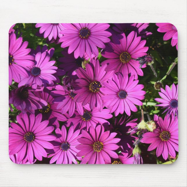 Lila Osteospermum Flowers Musmatta (Framsidan)