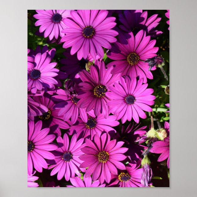 Lila Osteospermum Flowers Poster (Framsidan)