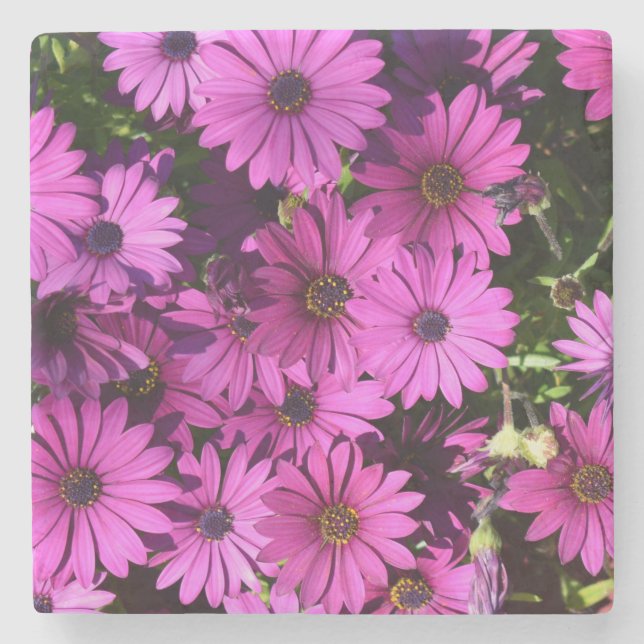 Lila Osteospermum Flowers Stenunderlägg (Framsidan)