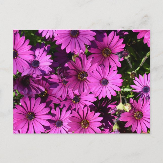 Lila Osteospermum Flowers Vykort (Framsida)