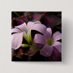 Lila Oxalis Blommar Knapp