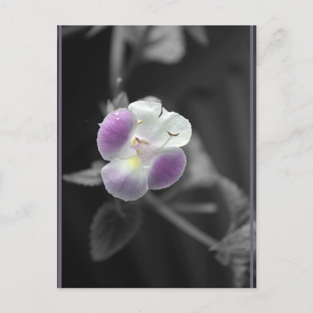 Lila på Black Vykort (Framsida)