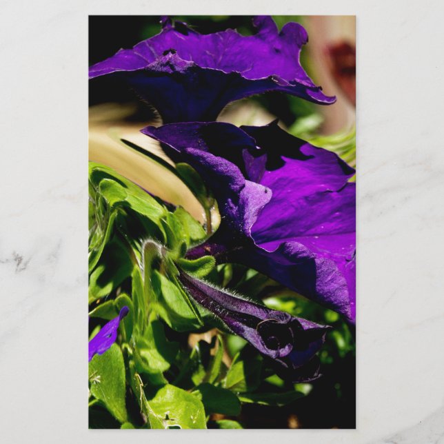 Lila Panic Brevpapper (Framsida)