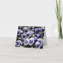 Lila Pansies