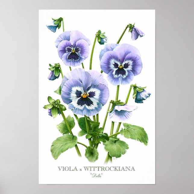 Lila Pansies botaniskt konstutskrift Poster (Framsidan)