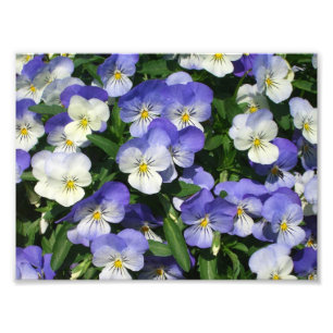 Lila Pansies Garden Blommigt Fototryck
