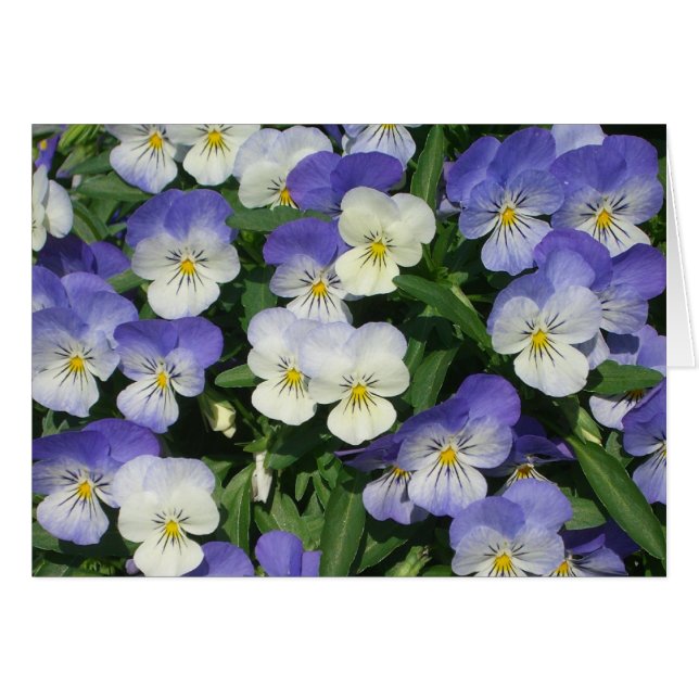 Lila Pansies Garden Blommigt Hälsningskort (Framsidan Horizontal)