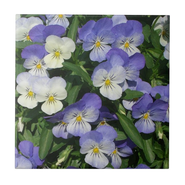 Lila Pansies Garden Blommigt Kakelplatta (Framsidan)